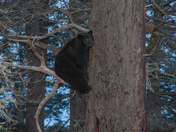 Bear in a Tree