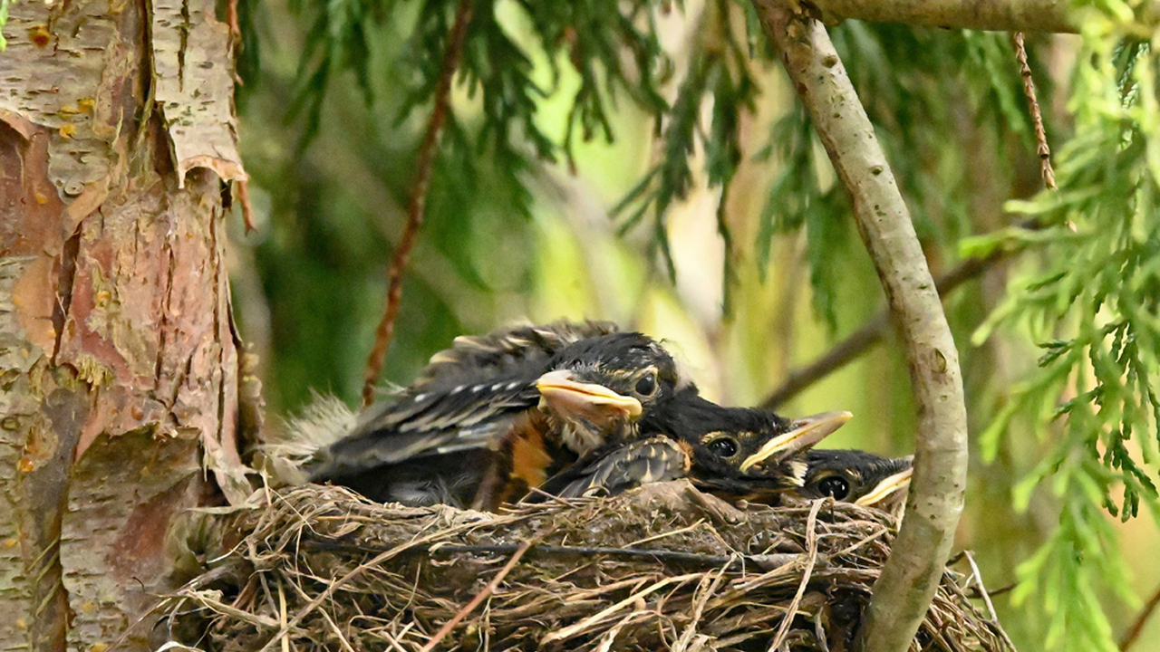 Curly, Larry and Moe
