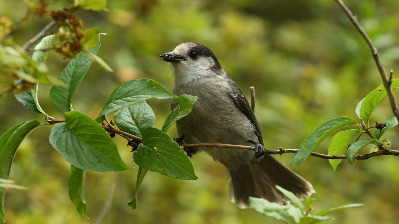 Canada Jay also know as the Gray Jay, Camp Robber or Whisky Jack