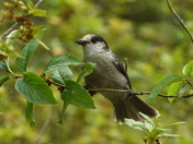 Canada Jay also know as the Gray Jay, Camp Robber or Whisky Jack