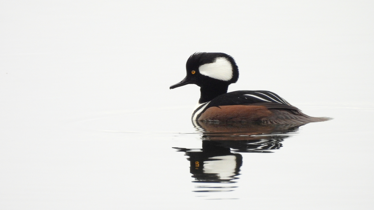 Silver Light - Hooded Delight