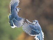 Pair of Jays