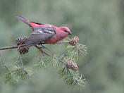 Pine Grosbeak