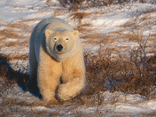 Polar bears of Hudson Bay