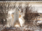 Polar bears of Hudson Bay