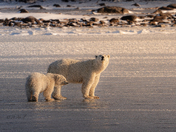 Polar bears of Hudson Bay