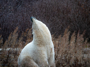 Polar bears of Hudson Bay