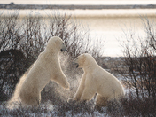 Polar bears of Hudson Bay