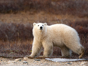 Polar bears of Hudson Bay