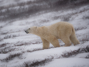 Polar bears of Hudson Bay