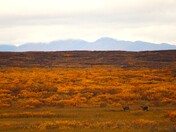 Tangle Lakes Archaeological District, which is managed by a partnership between the Bureau of Land Management and Alaska's Department of Natural Resources