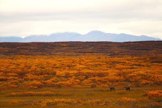 Tangle Lakes Archaeological District, which is managed by a partnership between the Bureau of Land Management and Alaska's Department of Natural Resources