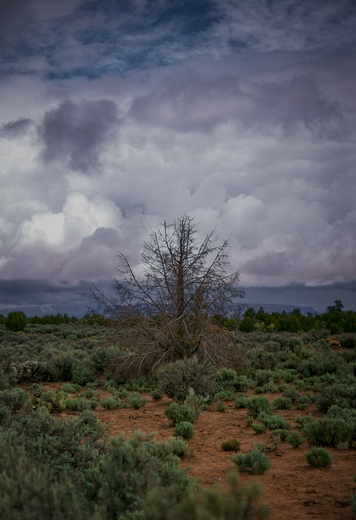 Gooseberry Mesa