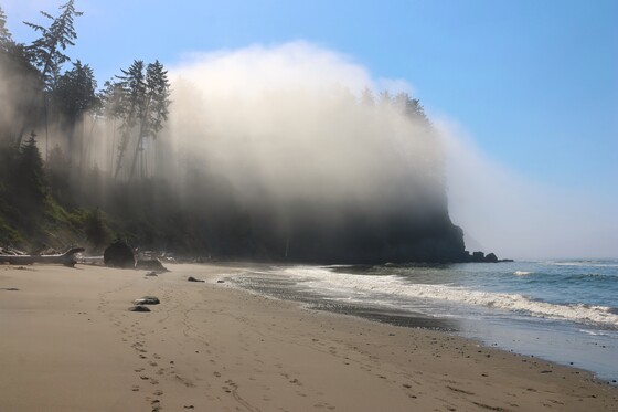 Olympic National Forest