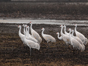 Sandhill Cranes