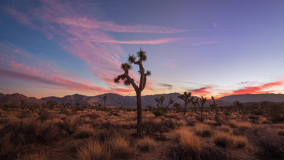 Joshua Tree National Park
