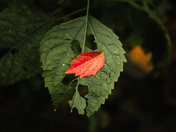 Mammoth Cave National Park