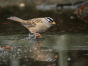 White-crowned Sparrow on the Move