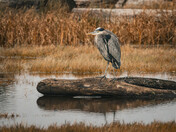 Majestic Great Blue Heron
