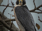 Peregrine Falcon Perched and Locked In