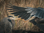 Great Blue Herons Face Off