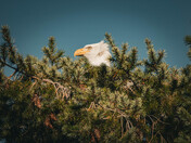 Bald Eagle Peering From Branches