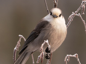 Gray Jay Shakedown