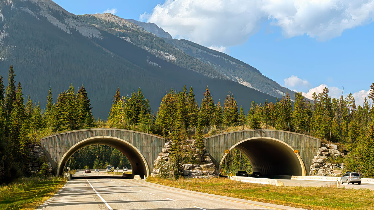 Wildlife Overpass