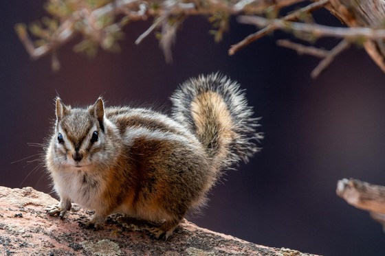 Zion National Park
