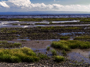 Low tide Isle aux coudres, Quebec