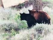 Yellowstone National Park