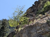 White River National Forest