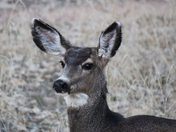 Zion National Park