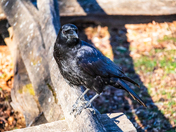 Great Smoky Mountain National Park