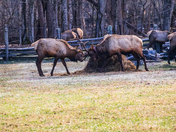 Great Smoky Mountain National Park