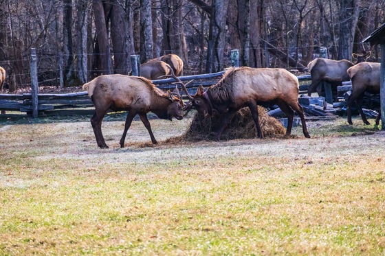 Great Smoky Mountain National Park