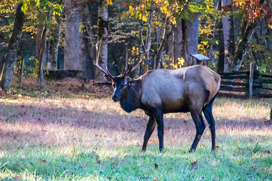Great Smoky Mountain National Park