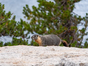 Yosemite National Park