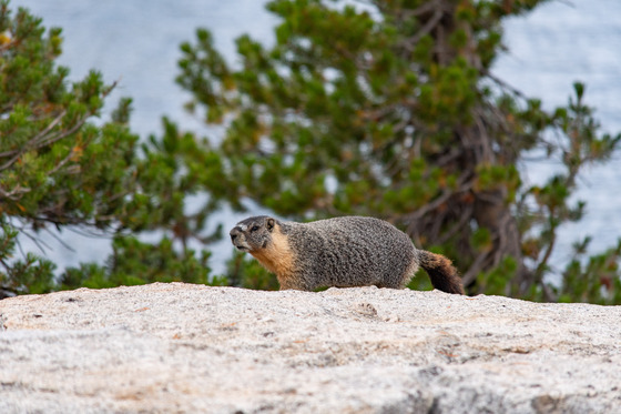 Yosemite National Park