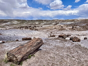 Petrified Forest National Park