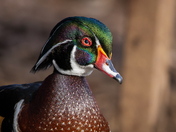 wood duck in the afternoon sun