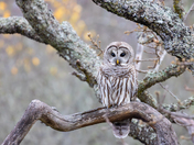 barred owl