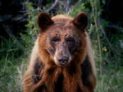 cinnamon bear