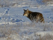 WINTER COYOTE