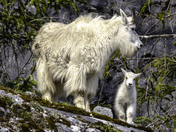 Glacier Bay National Park