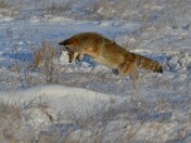 POUNCING COYOTE 