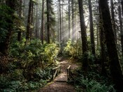 Redwood National and State Parks