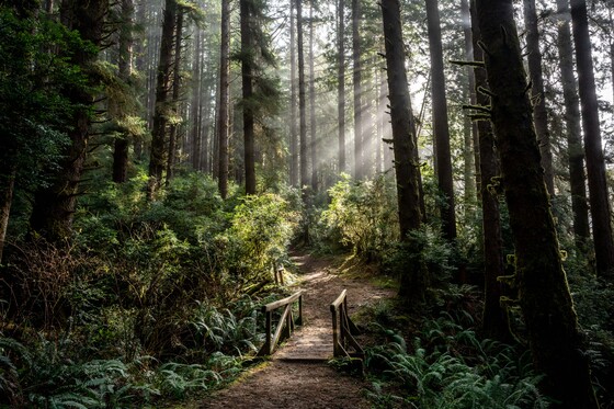 Redwood National and State Parks