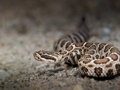 juvenile northern pacific rattlesnake