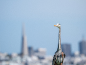 Golden Gate National Recreation Area